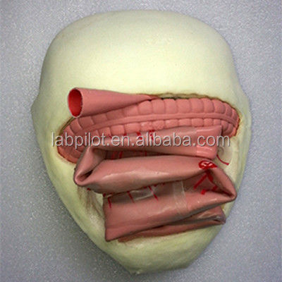 PVC Darm Anastomose Opleidingsmodel voor Kleine Darm Anastomose Praktijk