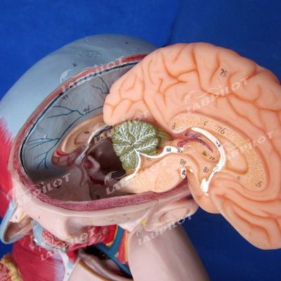 Voordeel van 333 genummerde posities Mensenanatomie Torso model met spieren en organen