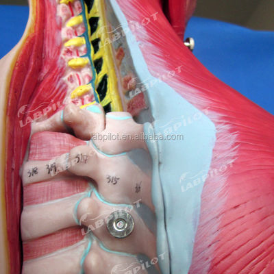 Voordeel van 333 genummerde posities Mensenanatomie Torso model met spieren en organen