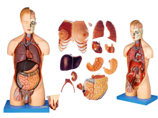 Voordeel van 333 genummerde posities Mensenanatomie Torso model met spieren en organen