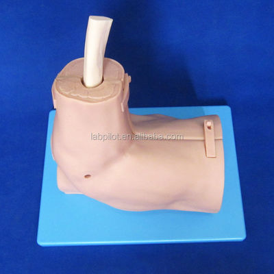 Vivid Shoulder Joint Anatomy Training Model met afneembare schouderartroscopie simulator