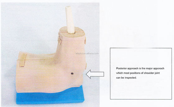 Vivid Shoulder Joint Anatomy Training Model met afneembare schouderartroscopie simulator