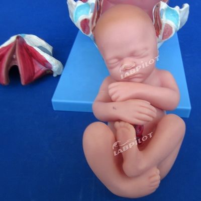 Medisch anatomisch demonstratie model bevalling bekken en volle term foetus model