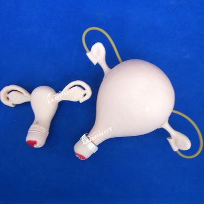 PVC palpatie gynaecologisch onderzoek trainingsmannequin met anticonceptiefunctie