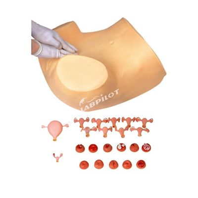 PVC palpatie gynaecologisch onderzoek trainingsmannequin met anticonceptiefunctie