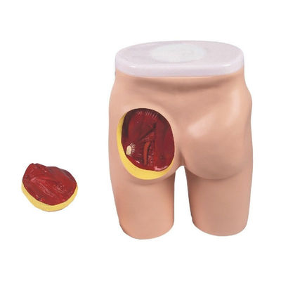 Omvattend onderwijsmodel voor IM-injectie voor gluteale spieren en anatomie