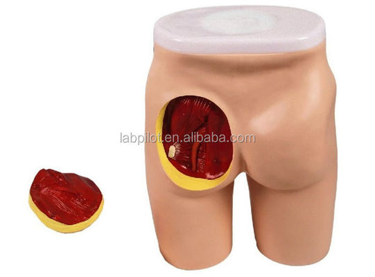 Omvattend onderwijsmodel voor IM-injectie voor gluteale spieren en anatomie