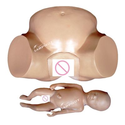 Vacuum Extraction Birth Simulator voor verloskunde Training Patiënten Care Demonstratie