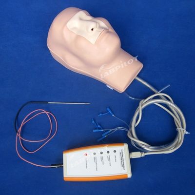 Neushemostase Cauterization en Packing Training Mannequin voor Functie Medisch Model