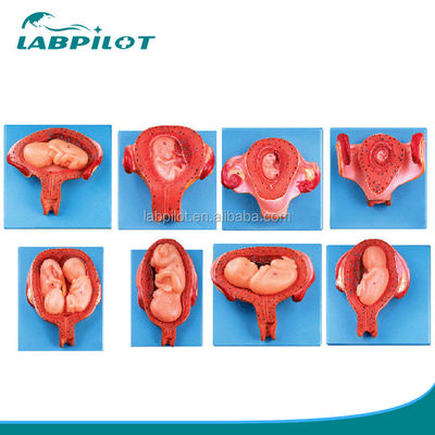 Modellen voor de ontwikkeling van embryo's van menselijke levensgrootte met zeer gedetailleerde anatomische structuren