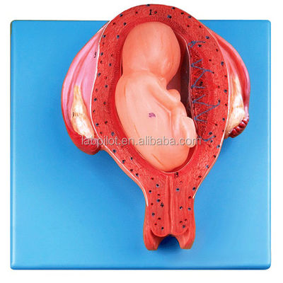 Modellen voor de ontwikkeling van embryo's van menselijke levensgrootte met zeer gedetailleerde anatomische structuren