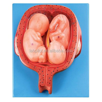 Modellen voor de ontwikkeling van embryo's van menselijke levensgrootte met zeer gedetailleerde anatomische structuren
