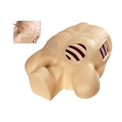 Geavanceerde PVC Pneumothorax Decompressie Mannequin voor kunstmatige Hydrothorax Simulatie