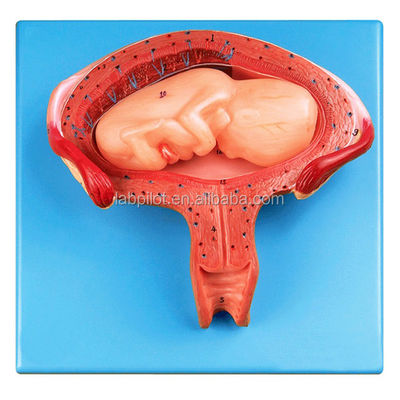 Medische wetenschappen Mannequin Vierde maand Embryomodel voor zwangere baarmoeder en ovariale anatomie