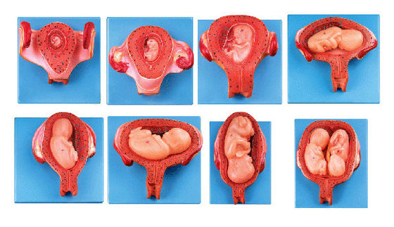 Vivid Human Histoembryology Model Vijfde maand Embryo Fetus en baarmoeder Anatomisch model