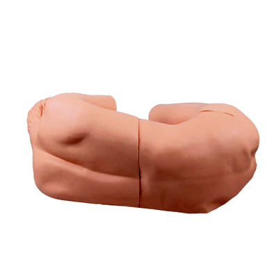 Vivid Adult Nursing Manikin Innovatief model voor klinische training op het gebied van lumbale punctie
