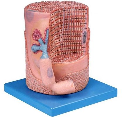 Geavanceerde PVC medische wetenschap Anatomisch model Skeletale spiervezels Kern van spiercel 3D-model