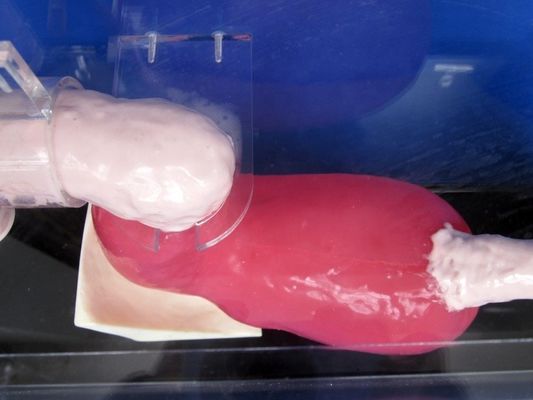 Human Life Size Gastroscoop Duodenoscoop en ERCP voor het onderwijzen van gastro-intestinale anatomie