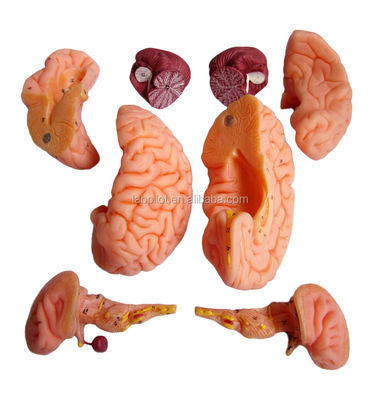 8 delen luxe menselijke onderwijs plastic hersenmodel voor ziekenhuizen zenuwstelsel anatomie