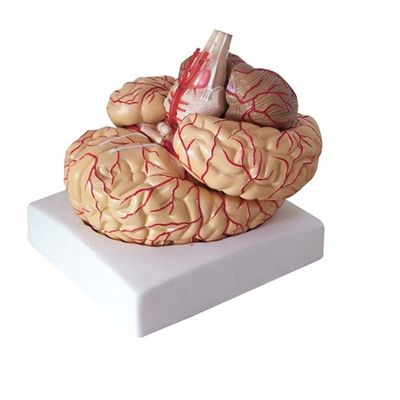 Anatomisch model voor het weergeven van hersenstam Anatomie Medisch Hemisferisch Onderwijsinstrument