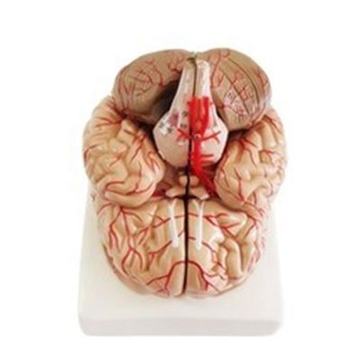 Anatomisch model voor het weergeven van hersenstam Anatomie Medisch Hemisferisch Onderwijsinstrument