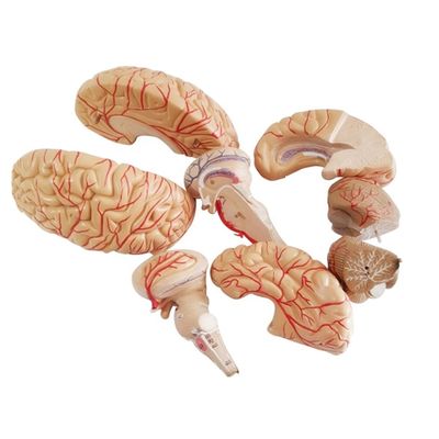 Anatomisch model voor het weergeven van hersenstam Anatomie Medisch Hemisferisch Onderwijsinstrument