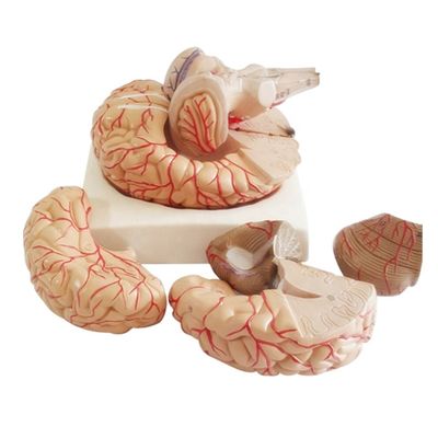 Anatomisch model voor het weergeven van hersenstam Anatomie Medisch Hemisferisch Onderwijsinstrument