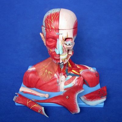 Medisch onderzoek Geavanceerd PVC Mensenkop Spieren zenuwen en hersenen Anatomisch rompmodel