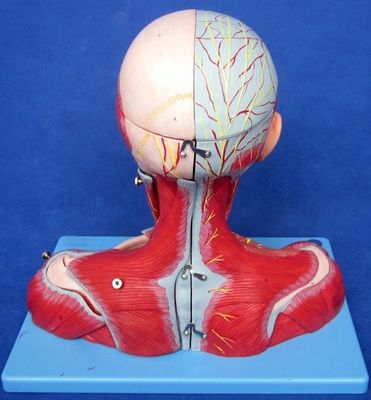 Medisch onderzoek Geavanceerd PVC Mensenkop Spieren zenuwen en hersenen Anatomisch rompmodel