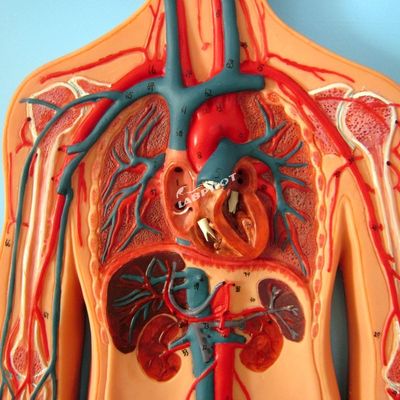 Mensenvatenmodellen die de anatomie van het hart- en vaatstelsel tonen voor training