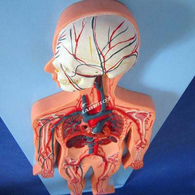 Mensenvatenmodellen die de anatomie van het hart- en vaatstelsel tonen voor training