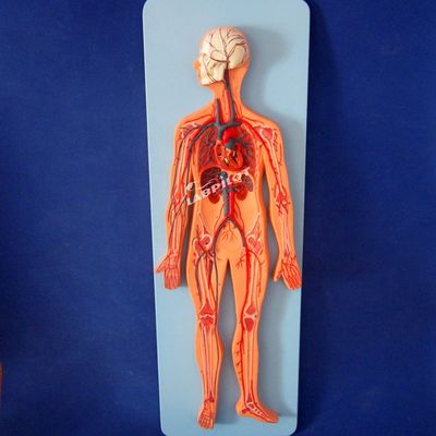 Mensenvatenmodellen die de anatomie van het hart- en vaatstelsel tonen voor training