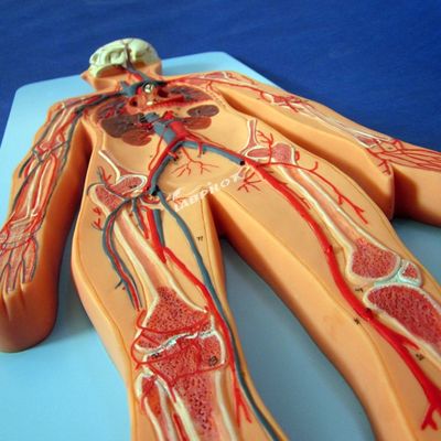Mensenvatenmodellen die de anatomie van het hart- en vaatstelsel tonen voor training