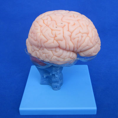 Mensenlevensgrootte 3D Onderwijs Anatomie Model 15 Afneembare stukken voor medische wetenschappen