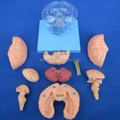 Mensenlevensgrootte 3D Onderwijs Anatomie Model 15 Afneembare stukken voor medische wetenschappen