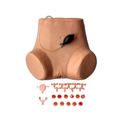 Mensengrootte Bekken- en vaginaonderzoek Mannequin voor patiëntenzorg demonstratie