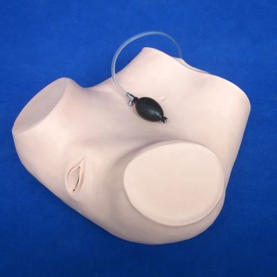 Mensengrootte Bekken- en vaginaonderzoek Mannequin voor patiëntenzorg demonstratie