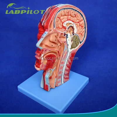 Educatieve demonstratie Anatomisch halfhoofdmodel met hersenen en bloedvaten