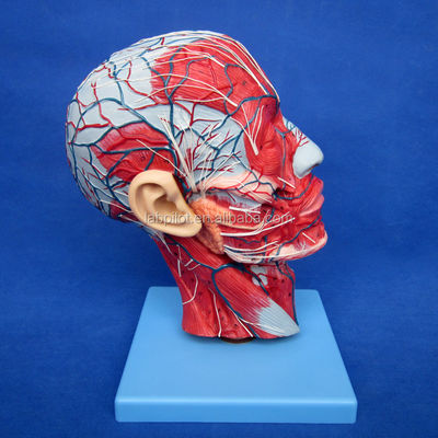 Educatieve demonstratie Anatomisch halfhoofdmodel met hersenen en bloedvaten