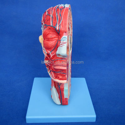 Educatieve demonstratie Anatomisch halfhoofdmodel met hersenen en bloedvaten
