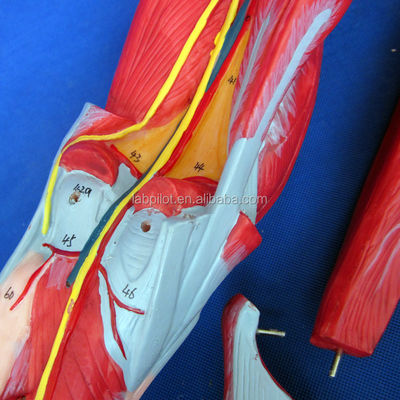Afneembare spieren van het onderste ledemaat Medisch model Geavanceerd PVC voor anatomieonderwijs
