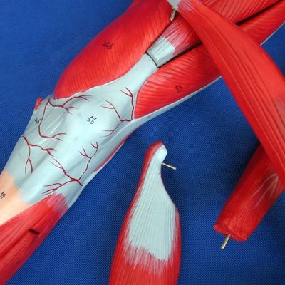 Afneembare spieren van het onderste ledemaat Medisch model Geavanceerd PVC voor anatomieonderwijs