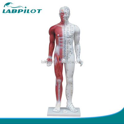 Meridian Demonstratie Deluxe Human Acupuncture Model 84CM Met Spier voor Onderwijs