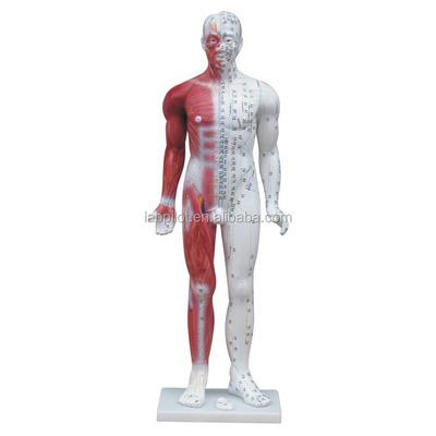 Meridian Demonstratie Deluxe Human Acupuncture Model 84CM Met Spier voor Onderwijs