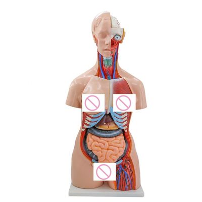 40 delen hersenen hart long maag nier model voor medische anatomie onderwijs in ziekenhuizen
