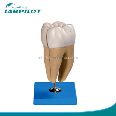 Gedetailleerde anatomische structuren van volwassen ondermolaren Geavanceerde PVC tandheelkundige zorgmodel
