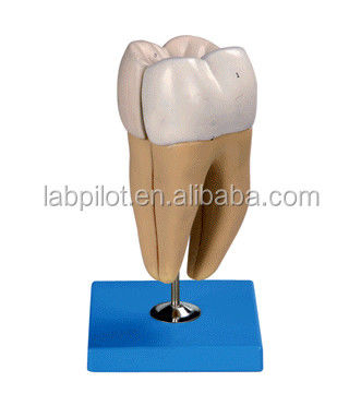 Gedetailleerde anatomische structuren van volwassen ondermolaren Geavanceerde PVC tandheelkundige zorgmodel