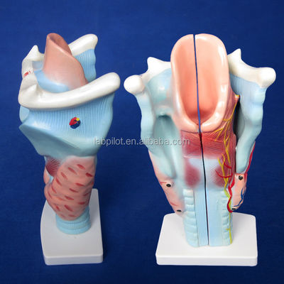 3-deel larynx en schildklier model essentieel voor het bestuderen van het menselijk ademhalingssysteem