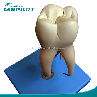 Demonstratie tandheelkundige verzorging Afneembare anatomische tanden model voor drie-wortel molar tanden