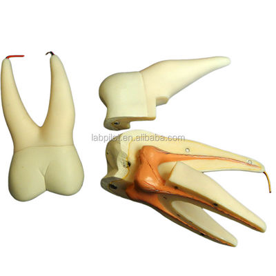 Demonstratie tandheelkundige verzorging Afneembare anatomische tanden model voor drie-wortel molar tanden